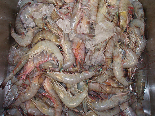 shrimp3.jpg